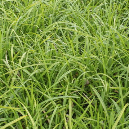 Zegge (Carex morrowii) 'Irish Green'