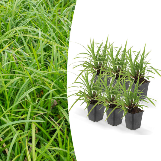 Zegge (Carex morrowii) 'Irish Green'