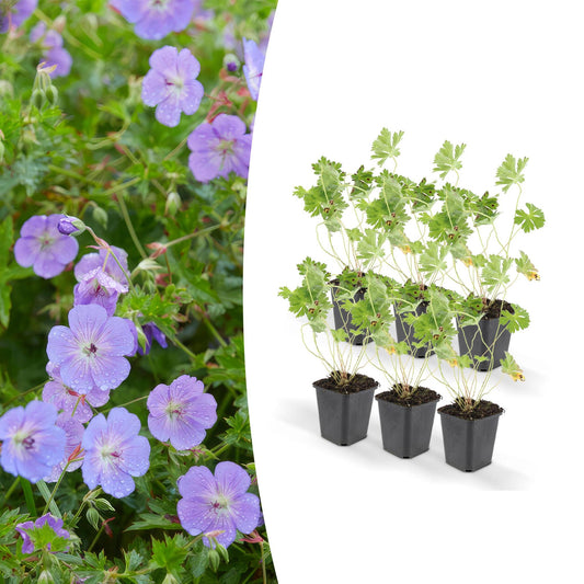 Ooievaarsbek (Geranium Rozanne)