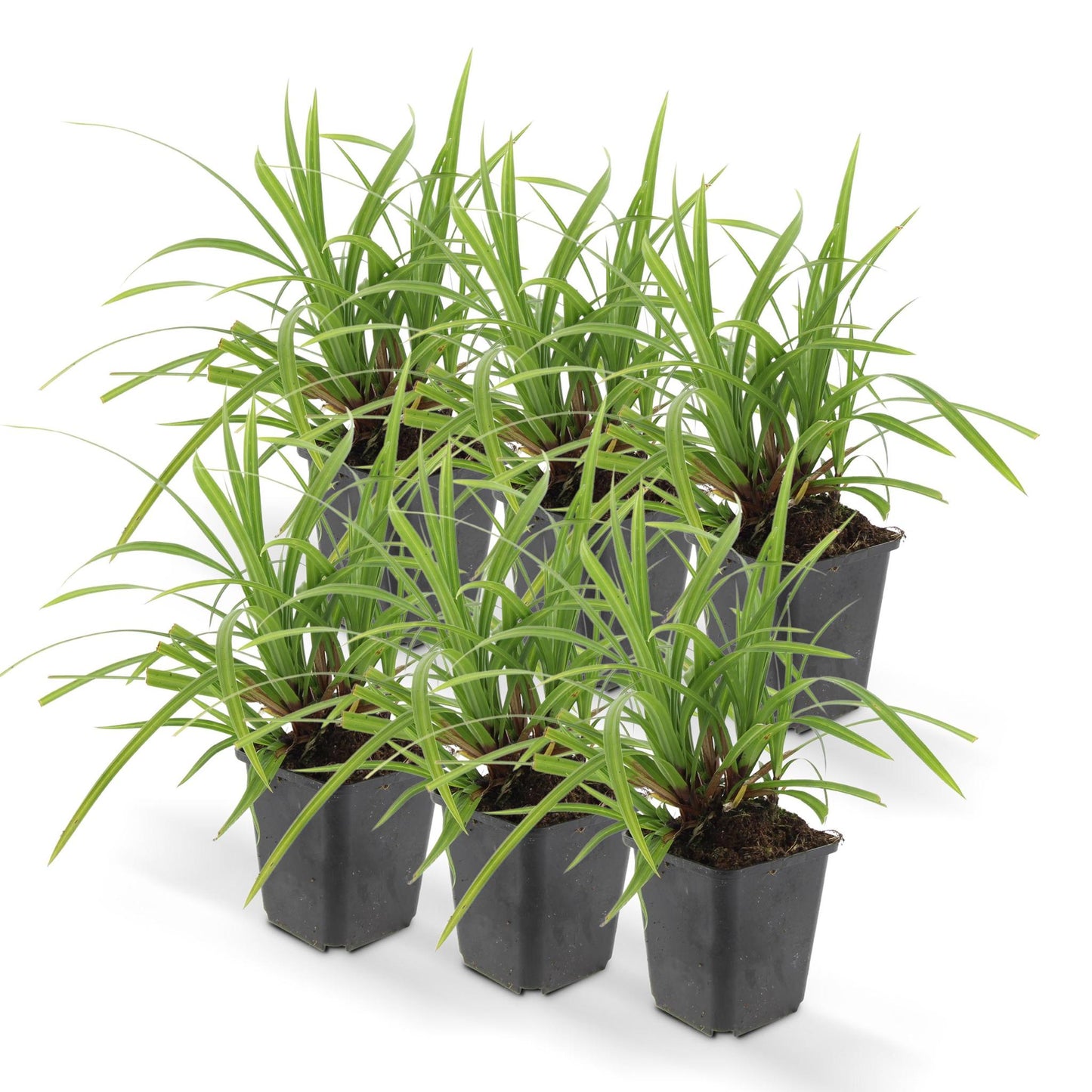 Zegge (Carex morrowii) 'Irish Green'