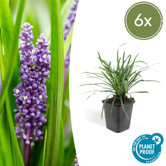 Leliegras (Liriope muscari) 'Big Blue'