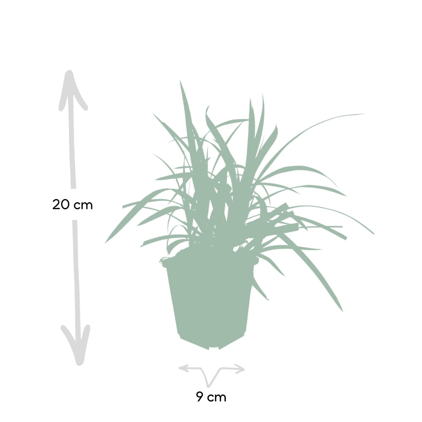 Zegge (Carex morrowii) 'Irish Green'