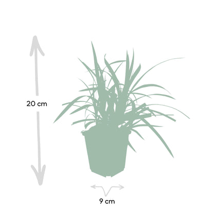 Zegge (Carex morrowii) 'Irish Green'