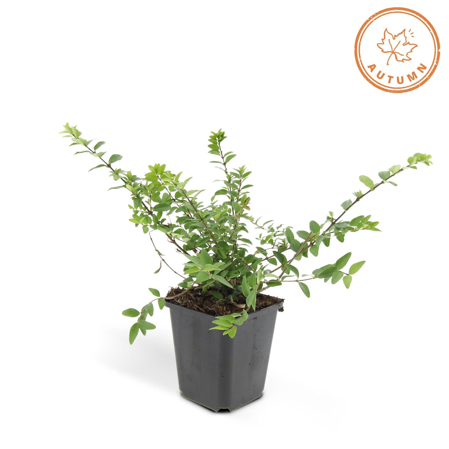 Kamperfoelie (Lonicera nitida) 'Maigrün'