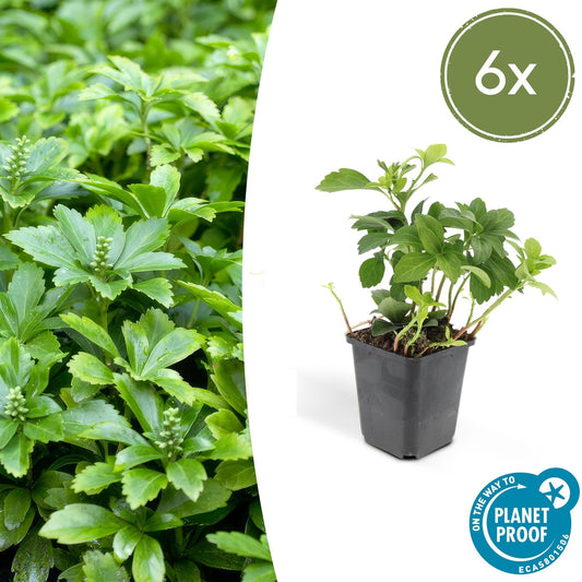 Dikkemanskruid (Pachysandra terminalis) 'Green Carpet'