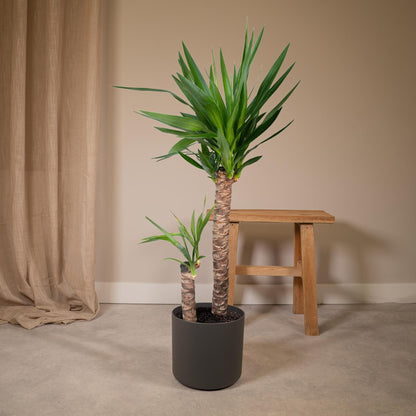 Yucca