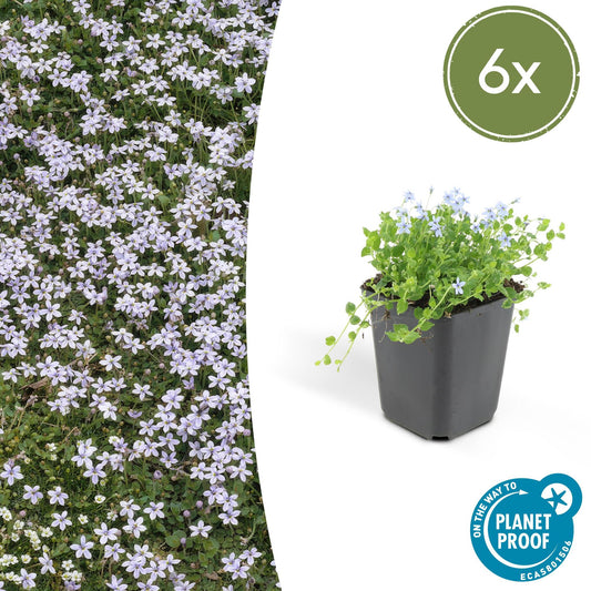 Blauwe Grondkruiper (Isotoma fluviatilis)
