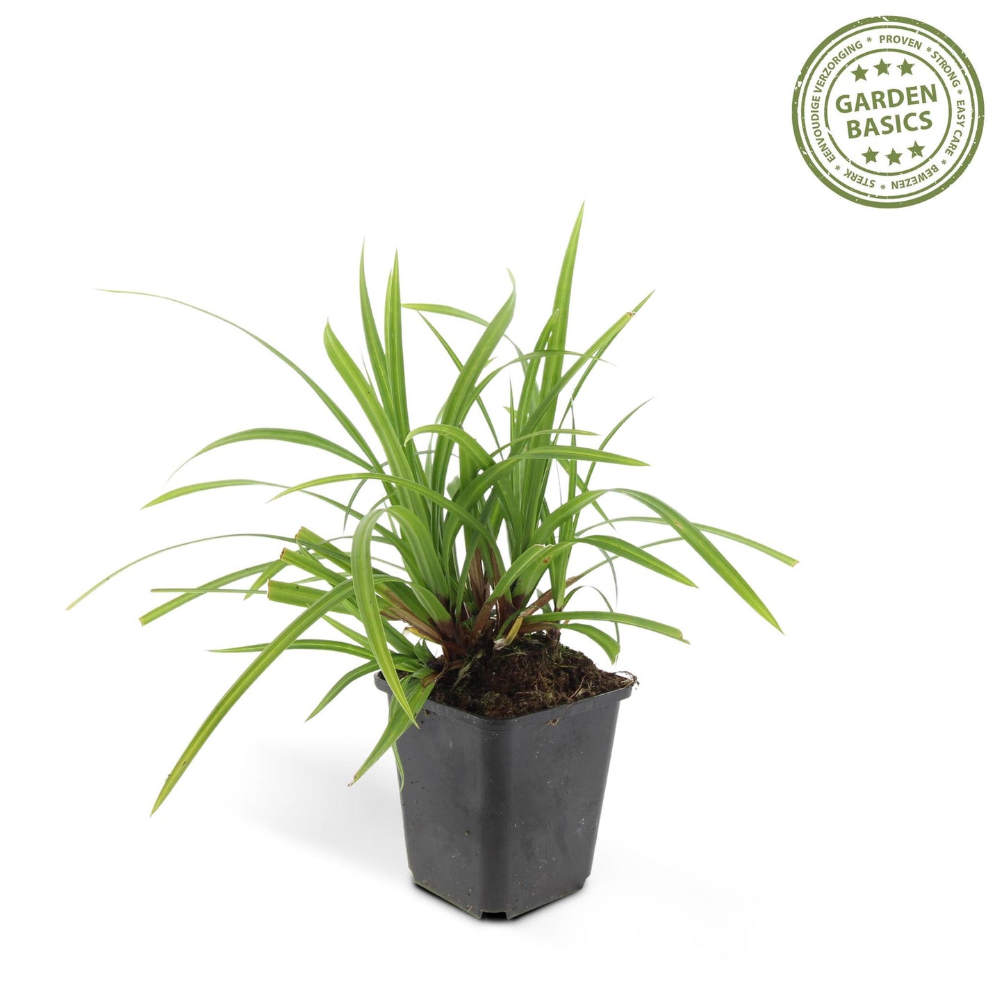 Zegge (Carex morrowii) 'Irish Green'