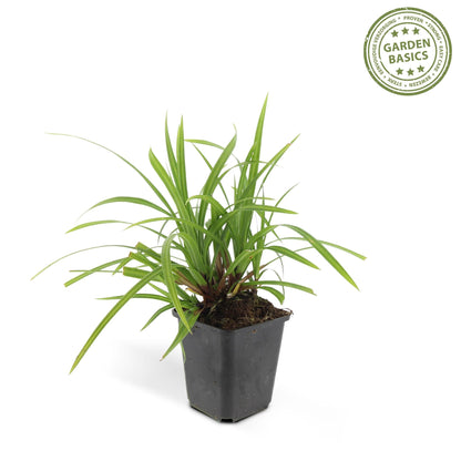 Zegge (Carex morrowii) 'Irish Green'
