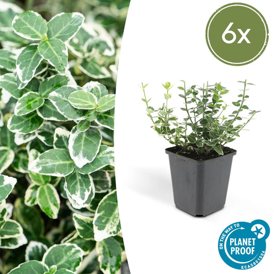 Kardinaalsmuts (Euonymus) 'Emerald 'n Gaity'