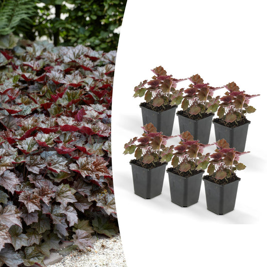 Purperklokje (Heuchera micrantha) 'Palace Purple'