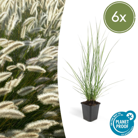 Lampepoetsersgras (Pennisetum alopecuroides) 'Hameln'