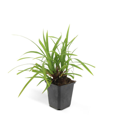 Zegge (Carex morrowii) 'Irish Green'
