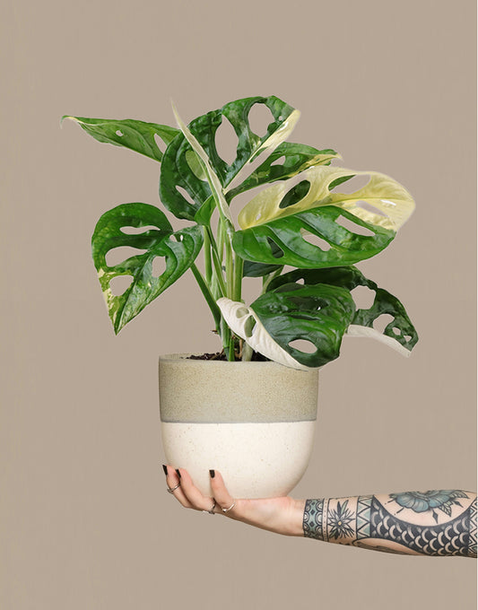 Obliqua Variegata
