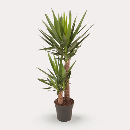 Yucca