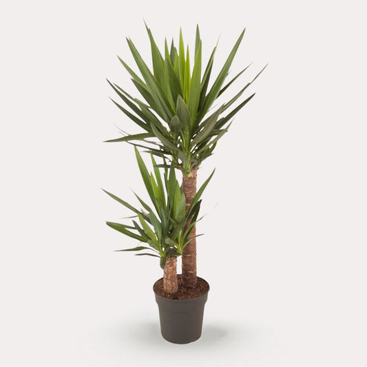 Yucca