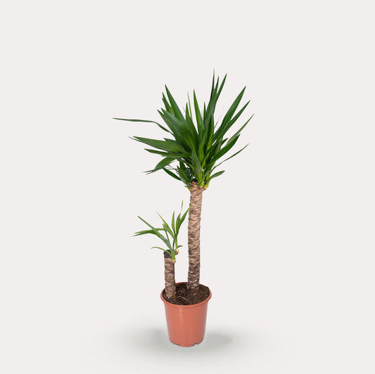 Yucca