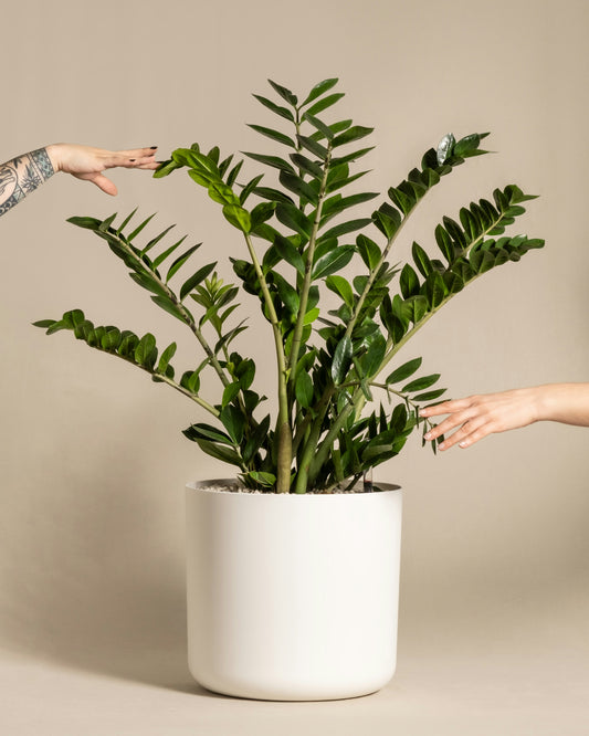 Zamioculcas Zamiifolia