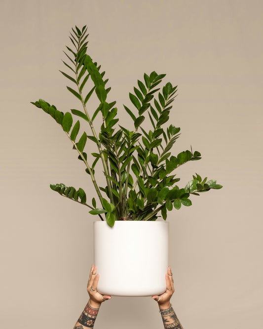 Zamioculcas Zamiifolia