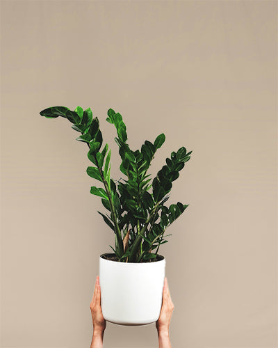 Zamioculcas Zamiifolia