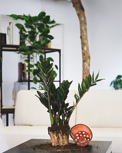 Zamioculcas Zamiifolia
